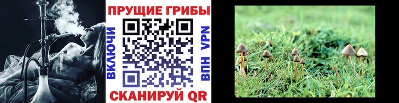 Купить Куйбышев Галлюциногенные грибы Psilocybe